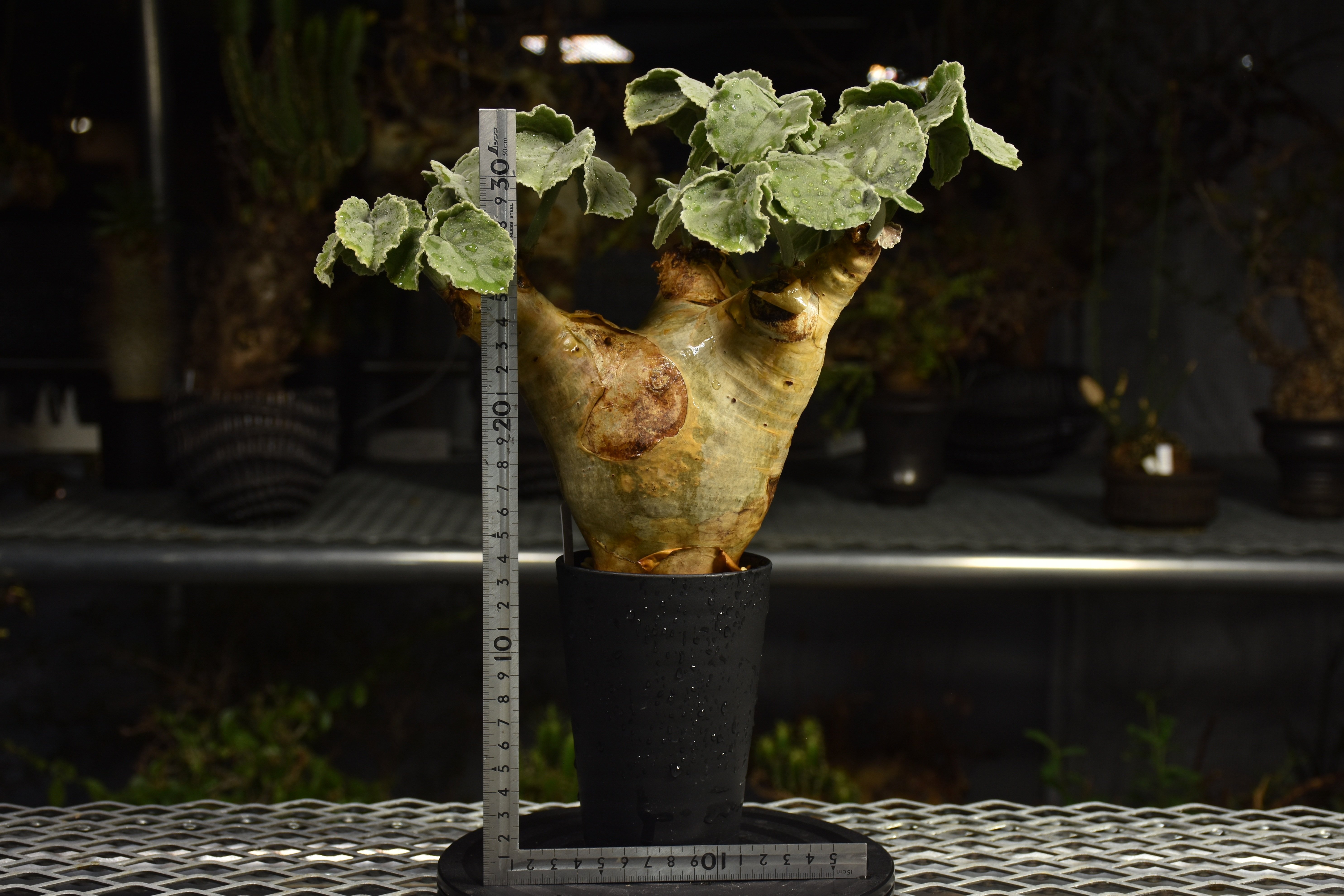 Cyphostemma uter var. macropus キフォステンマ ウター マクロプ