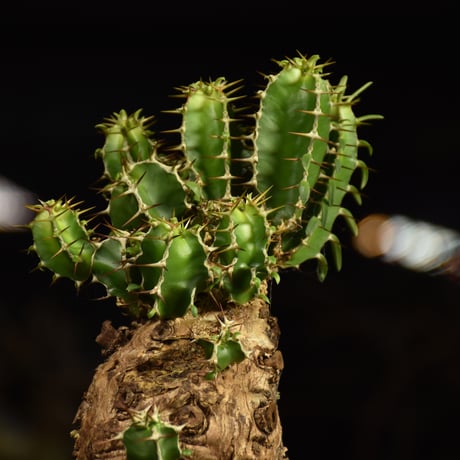 Euphorbia mlanjeana　ユーフォルビア ムランジーナ 発根済現地株 6DA37