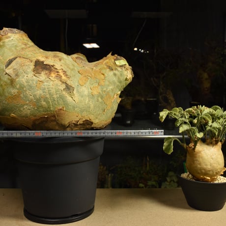 Cyphostemma uter macropus　キフォステンマ ウター マクロプス ベアルート株 6I13 芽吹きあり