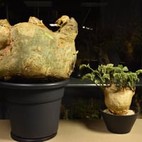 Cyphostemma uter macropus　キフォステンマ ウター マクロプス ベアルート株 6I1　芽吹きあり