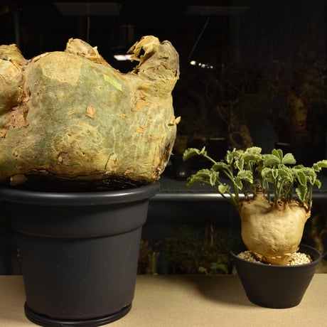 Cyphostemma uter macropus　キフォステンマ ウター マクロプス ベアルート株 6I1　芽吹きあり