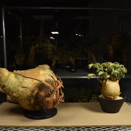 Cyphostemma uter macropus　キフォステンマ ウター マクロプス ベアルート株 6I5 芽吹きあり