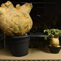 Cyphostemma uter macropus　キフォステンマ ウター マクロプス ベアルート株 6I16 芽吹きあり