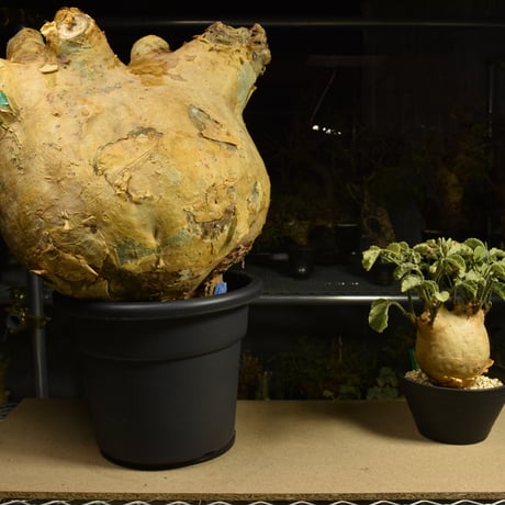 Cyphostemma uter macropus　キフォステンマ ウター マクロプス ベアルート株 6I16 芽吹きあり