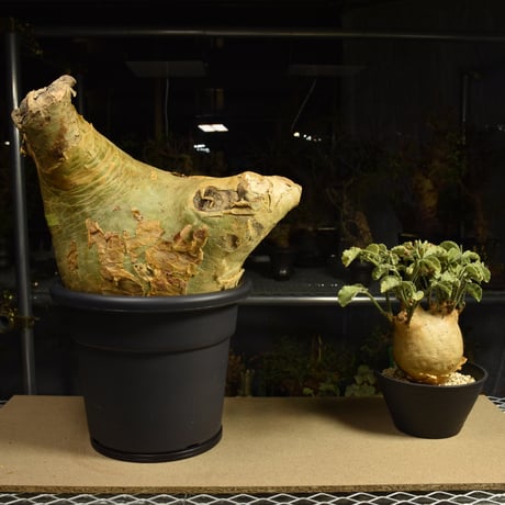 Cyphostemma uter macropus　キフォステンマ ウター マクロプス ベアルート株 6I5 芽吹きあり