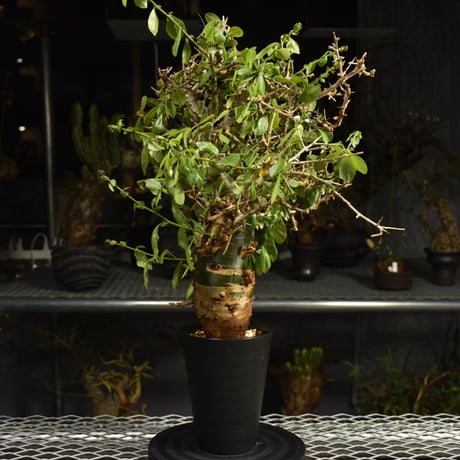 Commiphora habessinica コミフォラ ハベシニカ 発根済現地株 6B36