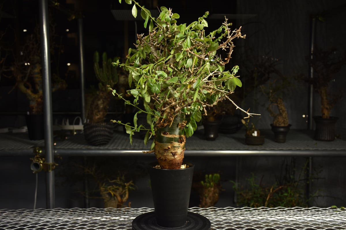 Commiphora habessinica コミフォラ ハベシニカ 発根済現地株 6B36
