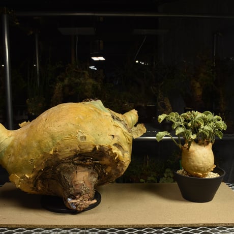 Cyphostemma uter macropus　キフォステンマ ウター マクロプス ベアルート株 6I6 芽吹きあり