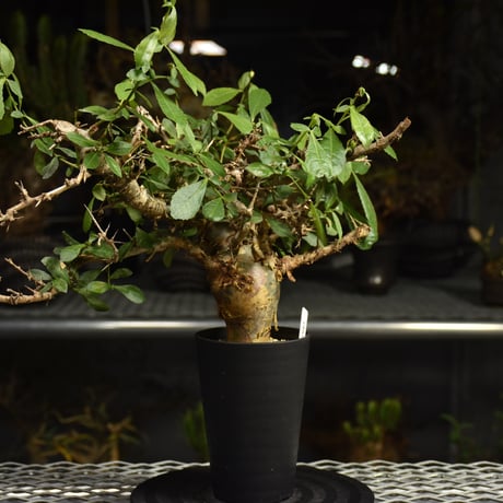Commiphora habessinica コミフォラ ハベシニカ 発根済現地株 6B35