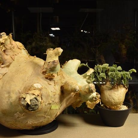 Cyphostemma uter macropus　キフォステンマ ウター マクロプス ベアルート株 6I2 芽吹きあり