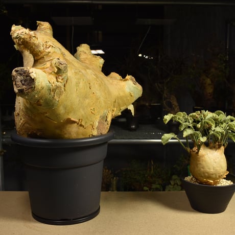 Cyphostemma uter macropus　キフォステンマ ウター マクロプス ベアルート株 6I8 芽吹きあり