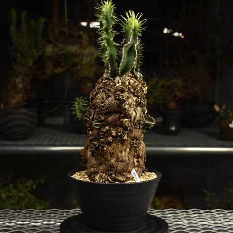 Euphorbia mlanjeana　ユーフォルビア ムランジーナ 発根済現地株 I89