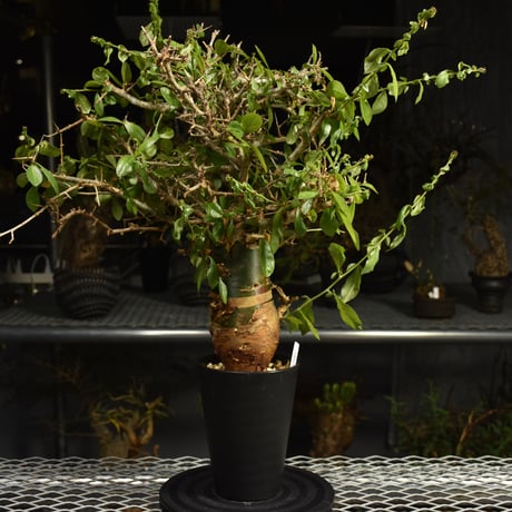 Commiphora habessinica コミフォラ ハベシニカ 発根済現地株 6B36