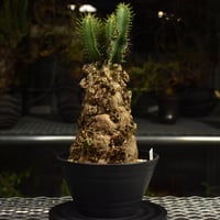 Euphorbia mlanjeana　ユーフォルビア ムランジーナ 発根済現地株 I87