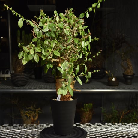 Commiphora habessinica コミフォラ ハベシニカ 発根済現地株 6B36