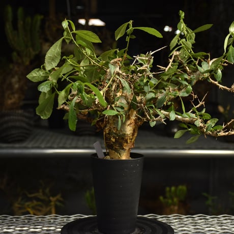 Commiphora habessinica コミフォラ ハベシニカ 発根済現地株 6B35