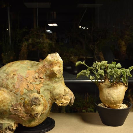 Cyphostemma uter macropus　キフォステンマ ウター マクロプス ベアルート株 6I1　芽吹きあり