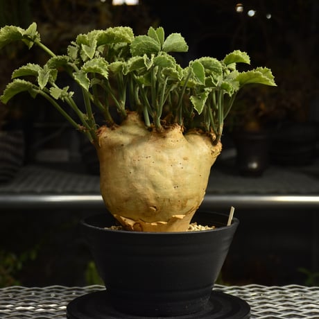 Cyphostemma uter var. macropus　キフォステンマ ウター マクロプス 発根済現地株 I61