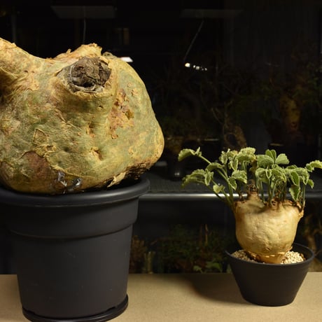 Cyphostemma uter macropus　キフォステンマ ウター マクロプス ベアルート株 6I1　芽吹きあり