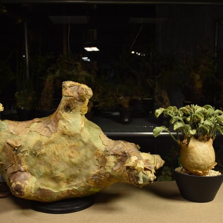 Cyphostemma uter macropus　キフォステンマ ウター マクロプス ベアルート株 6I9 芽吹きあり