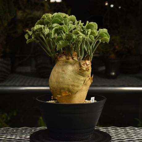 Cyphostemma uter var. macropus　キフォステンマ ウター マクロプス 発根済現地株 I61