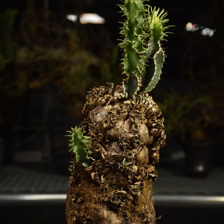Euphorbia mlanjeana　ユーフォルビア ムランジーナ 発根済現地株 I89