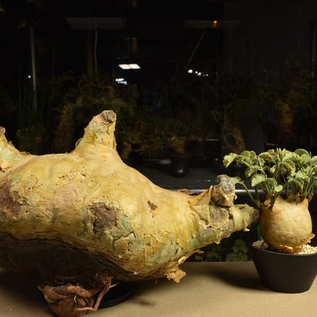 Cyphostemma uter macropus　キフォステンマ ウター マクロプス ベアルート株 6I3 芽吹きあり