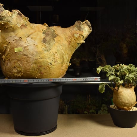 Cyphostemma uter macropus　キフォステンマ ウター マクロプス ベアルート株 6I15 芽吹きあり