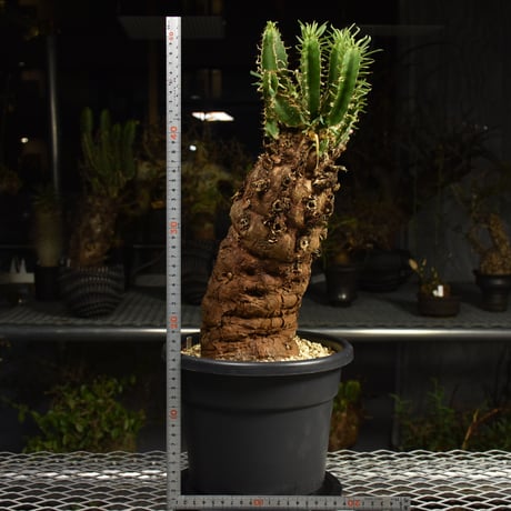 Euphorbia mlanjeana　ユーフォルビア ムランジーナ 発根済現地株 6DA36