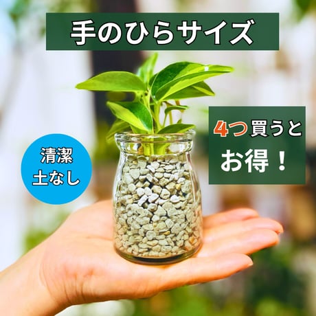 パキラ | STORES