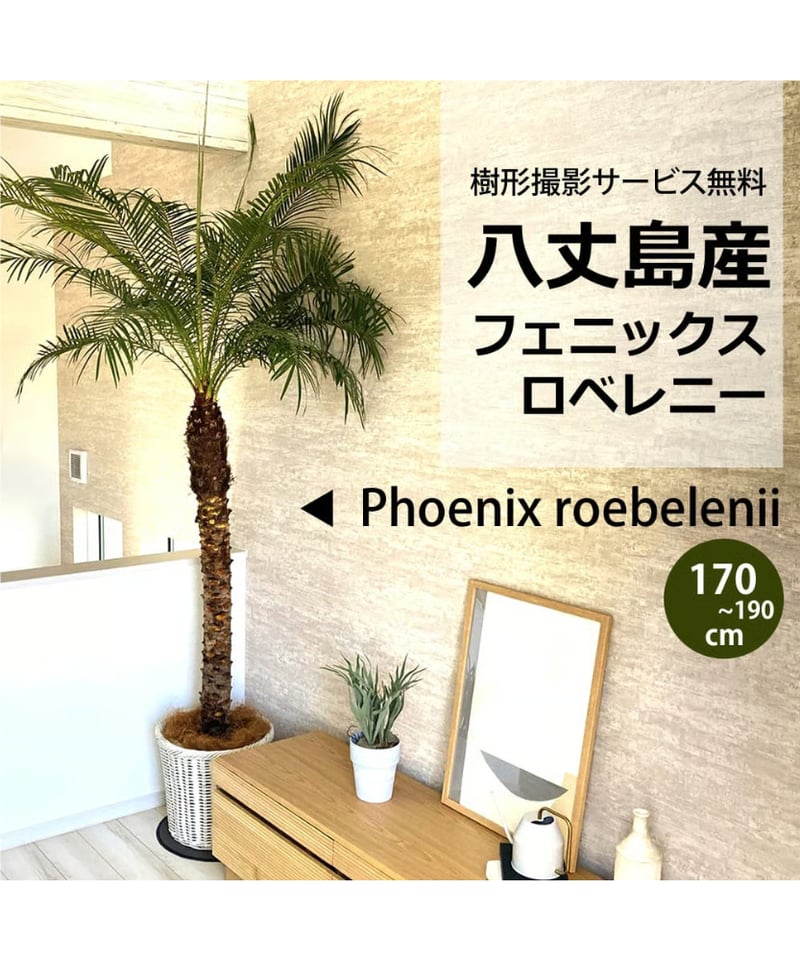 八丈島特産フェニックスロベレニー180 関東送料無料)！【ウナロベ】PR-10H八丈島産フェニックスロベレニー10