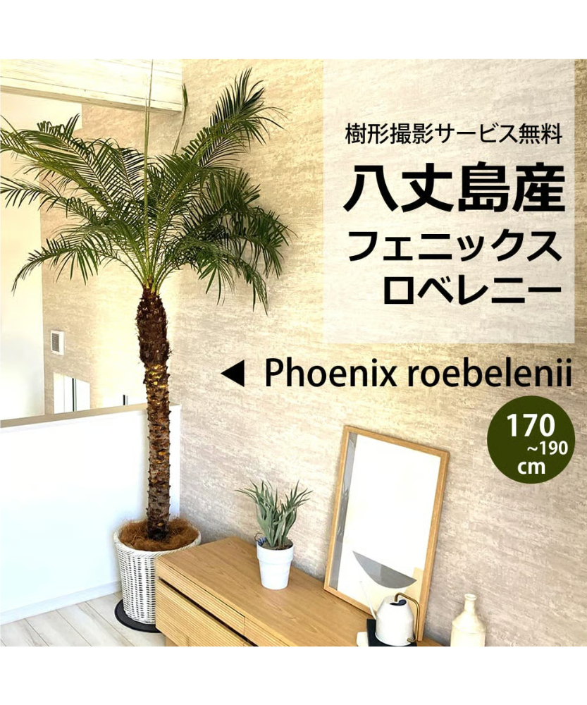 関東送料無料)！【ウナロベ】PR-10H八丈島産フェニックスロベレニー10
