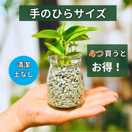 パキラ | STORES