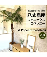 関東送料無料！【ウナロベ】PR-10八丈島産フェニックスロベレニー10号