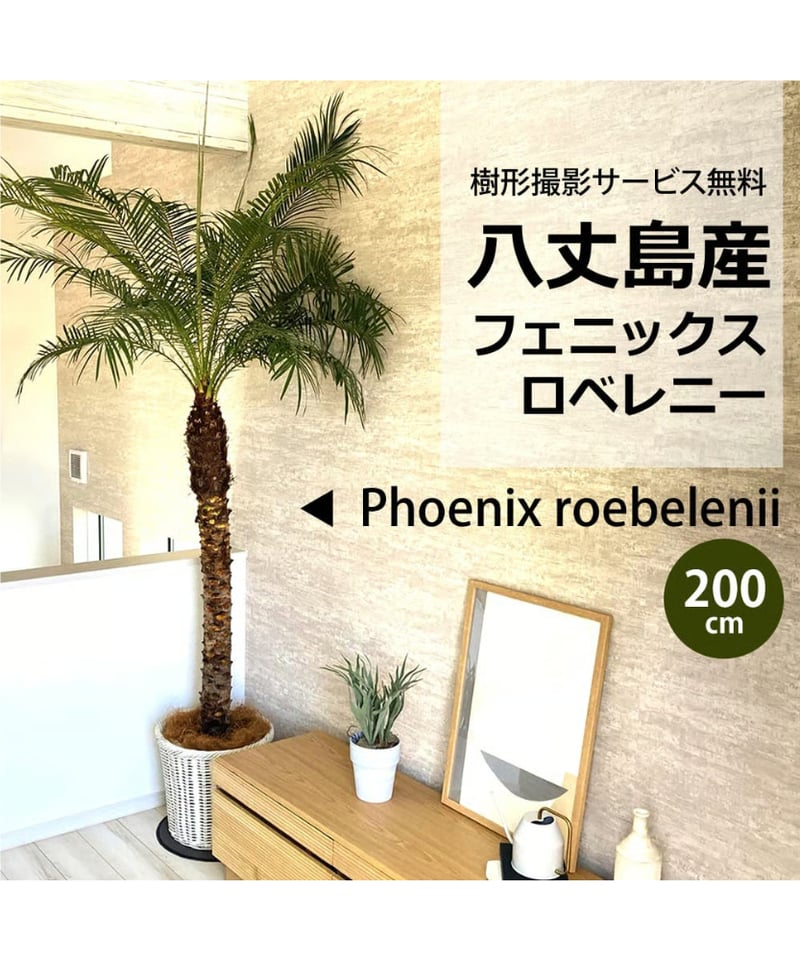 東京神奈川限定)一部送料無料！【ウナロベ】PR-10H八丈島産