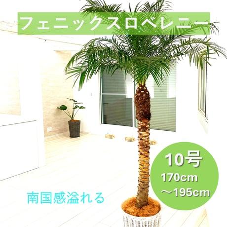 フェニックスロベレニー | STORES