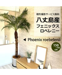 関東送料無料)！【ウナロベ】PR-10H八丈島産フェニックスロベレニー10