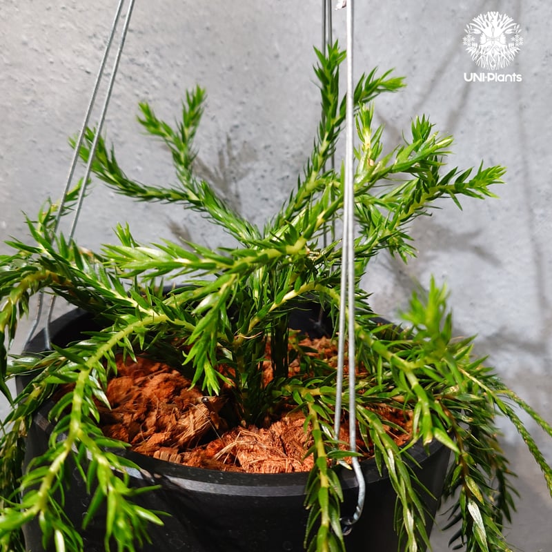 フペルジア　カリナータ　huperzia carinata タイ直輸入・現地選抜】Huperzia carinata dwarf｜フペルジア