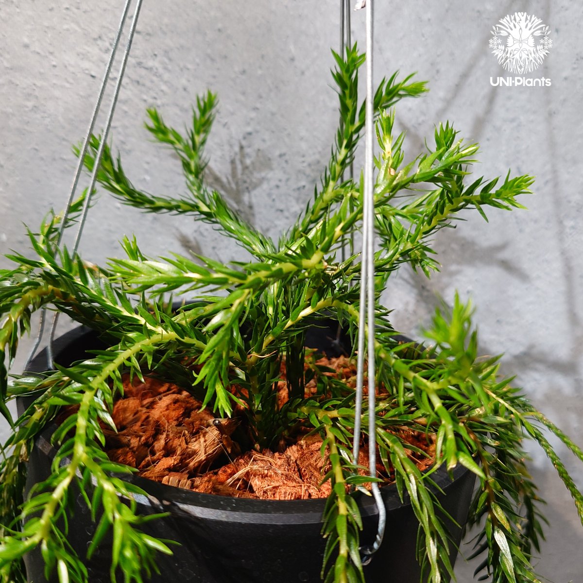 タイ直輸入・現地選抜】Huperzia carinata dwarf｜フペルジア