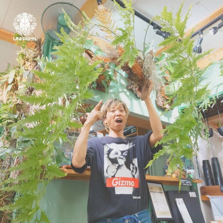 【タイ直輸入・現地選抜】Drynaria rigidula var ' Whitei '｜ドリナリア リギデュラ 'ホワイティ'｜ドリナリア｜Drynaria｜着生シダ植物