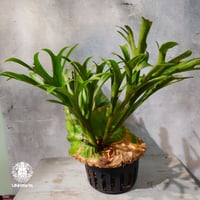 【タイ直輸入・現地選抜】Platycerium Kitshakood 'king'｜ビカクシダ キッチャクード 'キング '｜ビカクシダハイブリッド｜Platycerium｜ビカクシダ