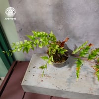 【タイ直輸入・現地選抜】Drynaria rigidula var ' Whitei '｜ドリナリア リギデュラ 'ホワイティ'｜ドリナリア｜Drynaria｜着生シダ植物
