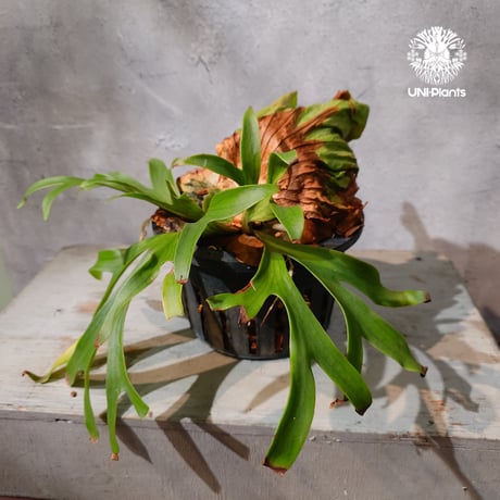 【タイ直輸入・現地選抜】Platycerium Ravana｜ビカクシダ  'ラヴェナ '｜ビカクシダハイブリッド｜Platycerium｜ビカクシダ