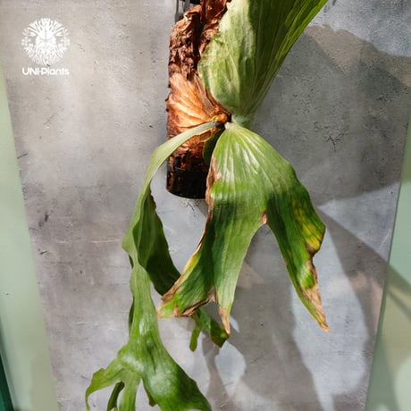 【タイ直輸入・現地選抜】Platycerium grande ｜ビカクシダ グランデ｜ビカクシダ原種｜Platycerium｜