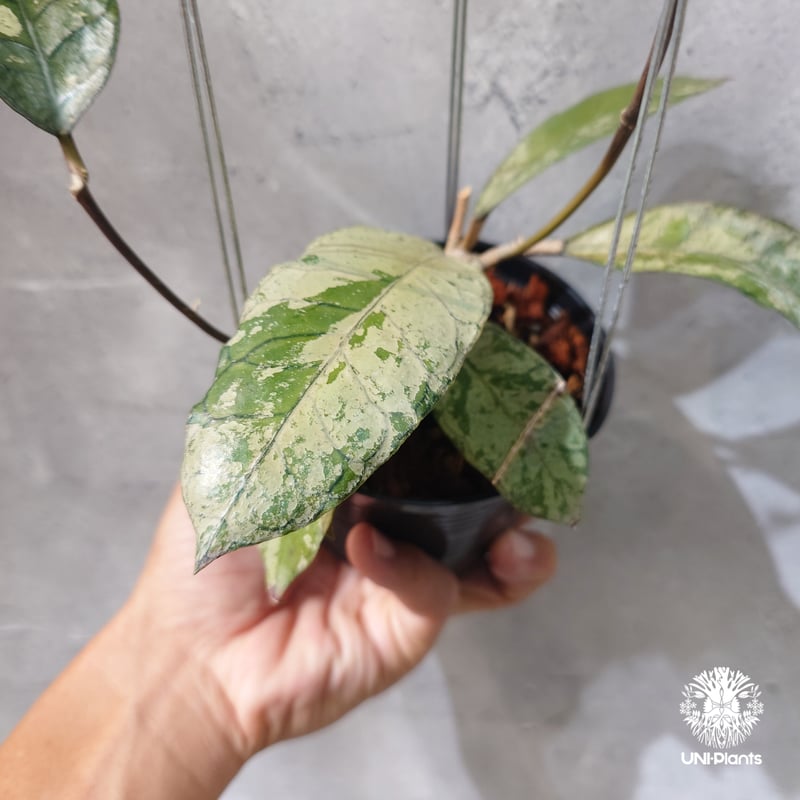 タイ直輸入・ホヤ植物 希少】Hoya Gunung gading ghost｜ホヤ グヌン