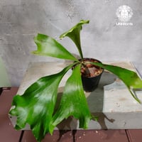 【タイ直輸入・現地選抜】Platycerium hillii Pumila Kew Garden ｜ビカクシダ ヒリー プミラ キューガーデン｜ビカクシダ原種｜Platycerium｜