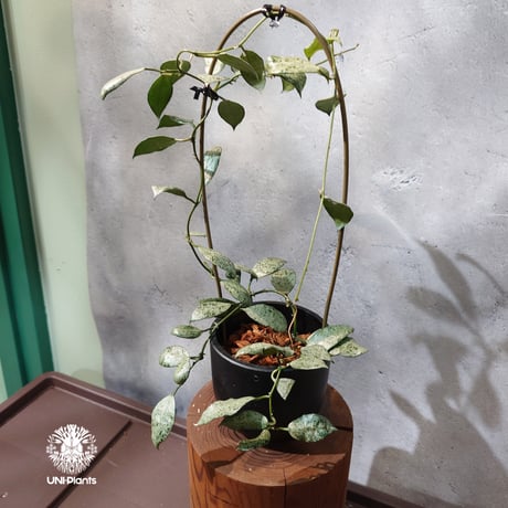 CATEGORY ホヤ植物 (Hoya) | UNI-Plants ビカクシダ、ホヤ植物、着生
