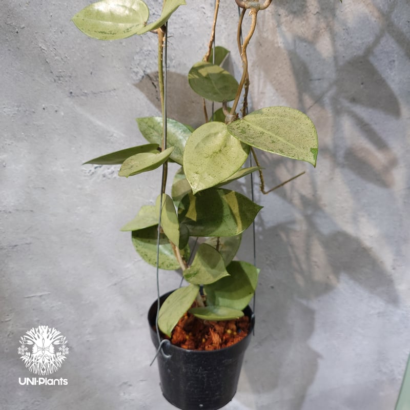 タイ直輸入・ホヤ植物 希少】Hoya parasitica 'Heart Leaves Si