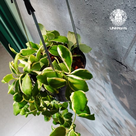 【タイ直輸入・ホヤ植物 希少】Hoya heuschkeliana 'Albomarginata '｜ホヤ ヘウスケリアナ アルボマルギナータ｜希少種｜斑入りホヤ植物｜レアなホヤ植物