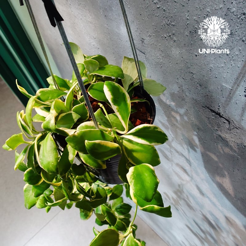 タイ直輸入・ホヤ植物 希少】Hoya heuschkeliana 'Albomarginat